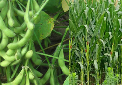 This year, soybeans or corn, soybeans and corn which benefits?