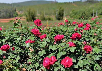 Chongqing planting roses to get rich