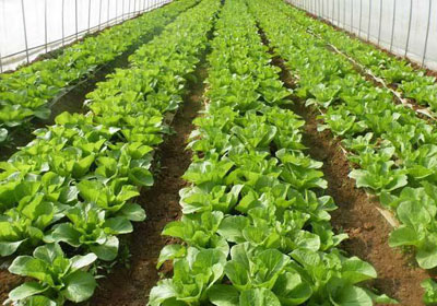 Xinjiang folks grow vegetables to become rich